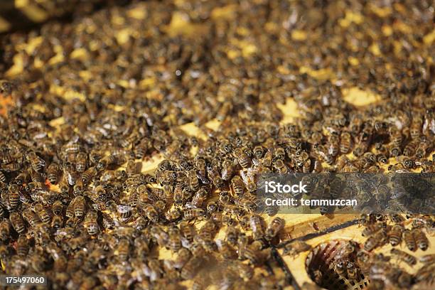 Bees — стоковые фотографии и другие картинки Альтернативная медицина - Альтернативная медицина, Без людей, Большая группа животных