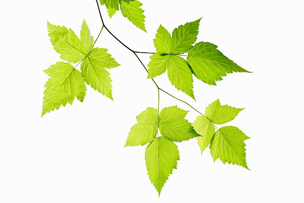 istock A series of beautiful leaves on a white background 175497202