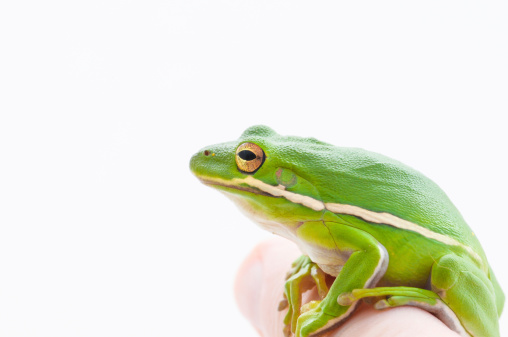 Close up of a Green Tree Frog (Hyla cinerea). Shallow DOF. Focus on the eyes.More shots of this little guy: