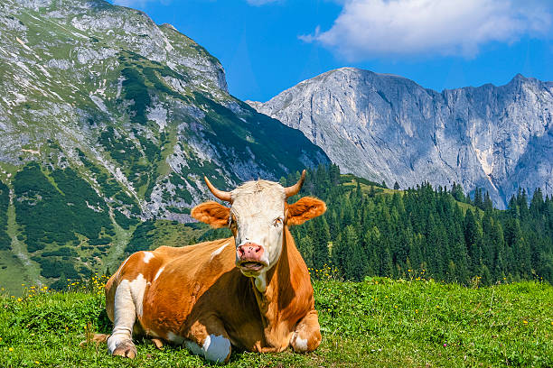 istock Cow resting, Salzburgerland 175497900