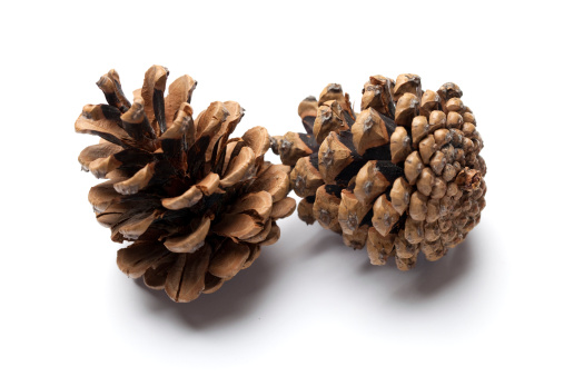 A picture of two pine cones on a white background.