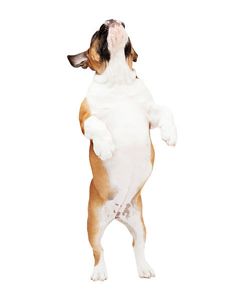 English Bulldog Jumping
