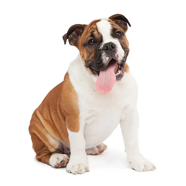 A female purebred English Bulldog sitting on a white background