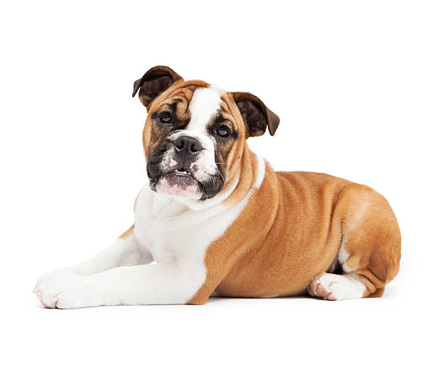 englische bulldogge liegen - dog puppy lying down looking at camera stock-fotos und bilder