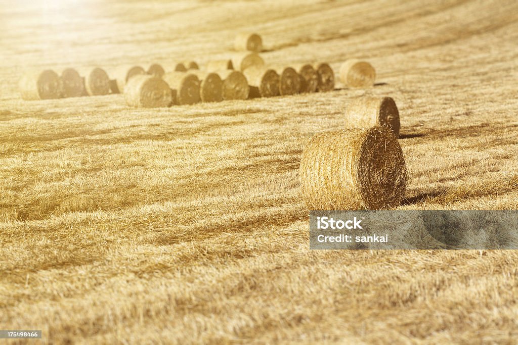 Golden haystacks sur le terrain - Photo de Agriculture libre de droits