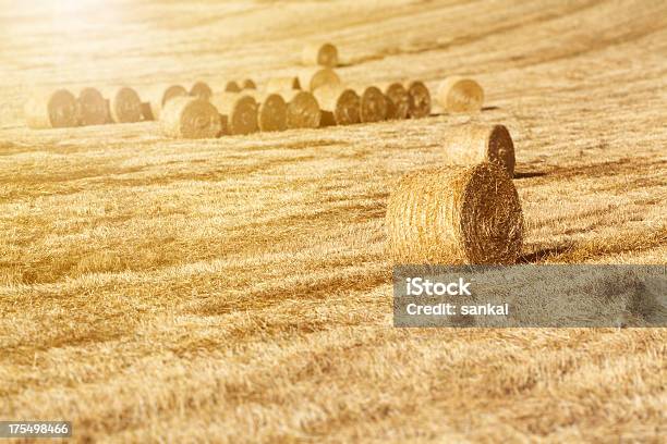 ゴールド Haystacks のフィールド - まぶしいのストックフォトや画像を多数ご用意 - まぶしい, イタリア, カラー画像