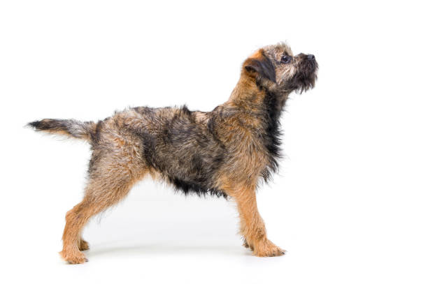 awaiting instruction side profile of a 6 month old Border Terrier border terrier stock pictures, royalty-free photos & images