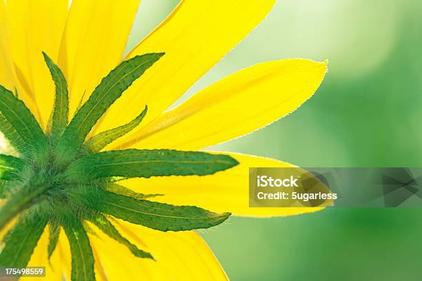 Primer Plano De La Flor Amarilla Foto de stock y más banco de imágenes de Abstracto - Abstracto, Aire libre, Belleza