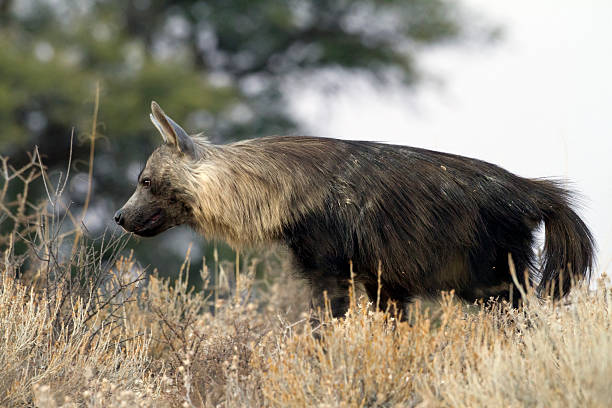 istock Brown hyena, Kgalagadi Transfrontier Park, South Africa 175498574
