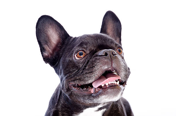 istock Cute Panting French Bull Dog on White 175498593