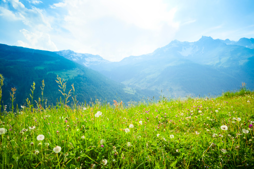 Green meadow in Swiss Alps.See also: