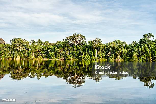 Regenwald In Peru Stockfoto und mehr Bilder von Peru - Peru, Amazonien, Amazonas-Region