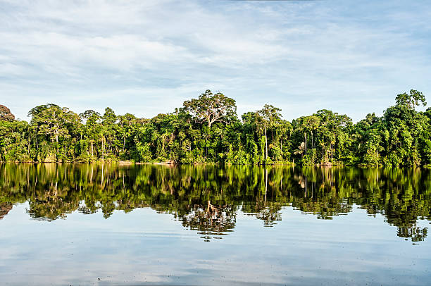 Edge of Peruvian rainforest along a calm lake stock photo