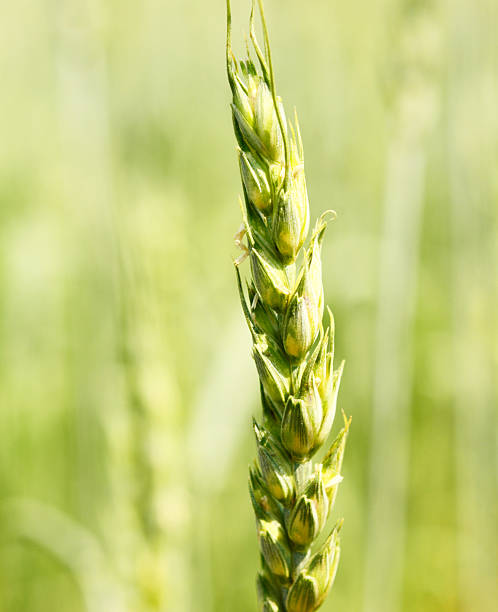 청력보조용 of 위트 - wheat whole wheat close up corn on the cob 뉴스 사진 이미지