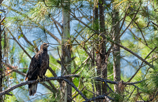 Young bald eagle in the beautiful natural surroundings of Lake Apopka near Orlando in central Florida.