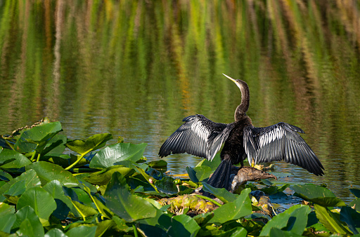 Anhinga Drying Their Wings in the beautiful natural surroundings of Lake Apopka near Orlando in central Florida.