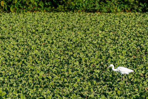 Juvenile Little Blue Heron  in the beautiful natural surroundings of Lake Apopka near Orlando in central Florida.