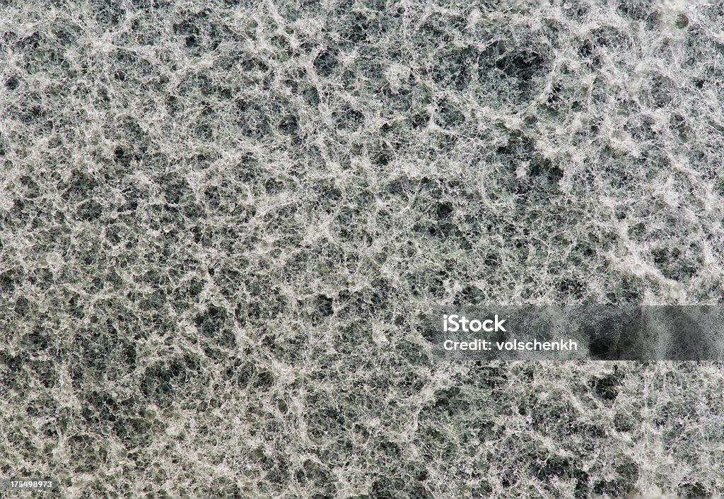 Mold Mold/fungus close-up. Hypha Stock Photo