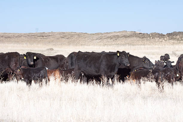 istock Herd of Cows and Calves on Open Range 175499175