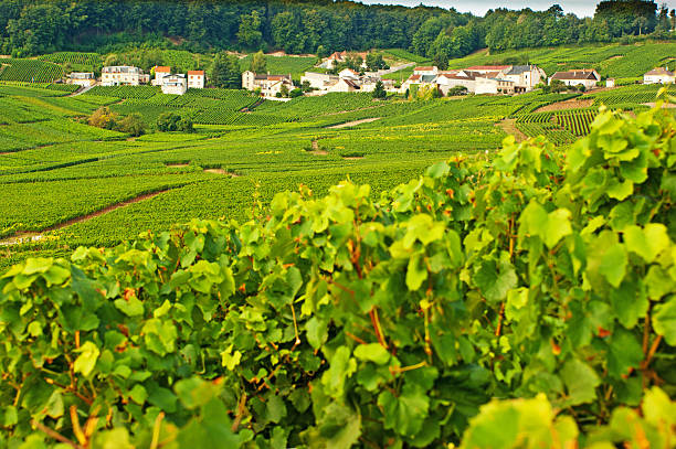 istock Champagne vineyards in Cramant 175499208