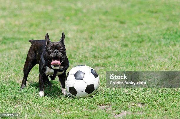 Boston Terrier Zabezpieczenia Piłki - zdjęcia stockowe i więcej obrazów Pies - Pies, Piłka nożna - Piłka, Boisko