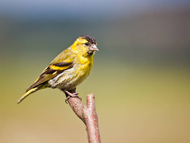 istock Male Eurasian Siskin (Carduelis spinus) perched on a branch 175499265