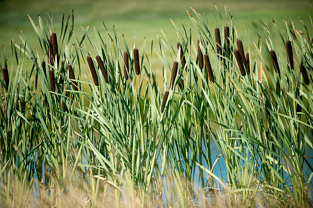 Reeds
