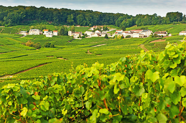 istock Champagne vineyards in Cramant 175499451