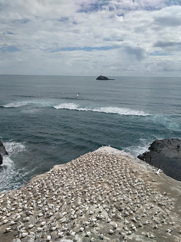 Muriwai gannets colony a long view Auckland