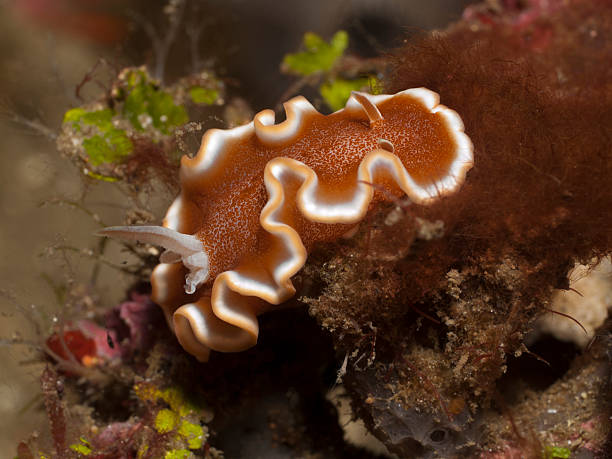 istock nudibranch - Glossodoris rufomarginata 175500126