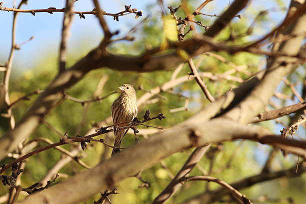 Finch Bird Haemorhous mexicanus Carpodacus "Adult female house finch Carpodacus mexicanus perched on a branch in sunrise light.  Permanent residents in the American Southwest, and migratory in northern and eastern habitats of the U.S.  Yavapai County, Arizona, 2012." haemorhous mexicanus stock pictures, royalty-free photos & images