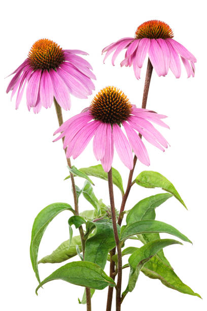 echinacea purpurea (echinacea purpurea) aislado en blanco - coneflower fotografías e imágenes de stock