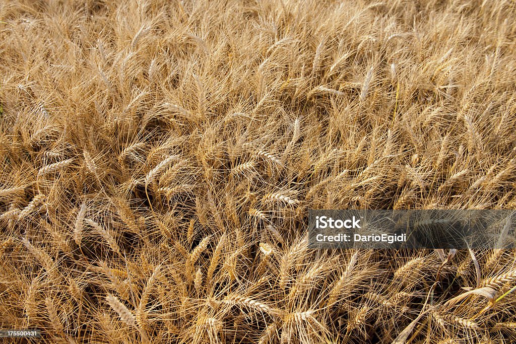 Wheat field background  Agricultural Field Stock Photo
