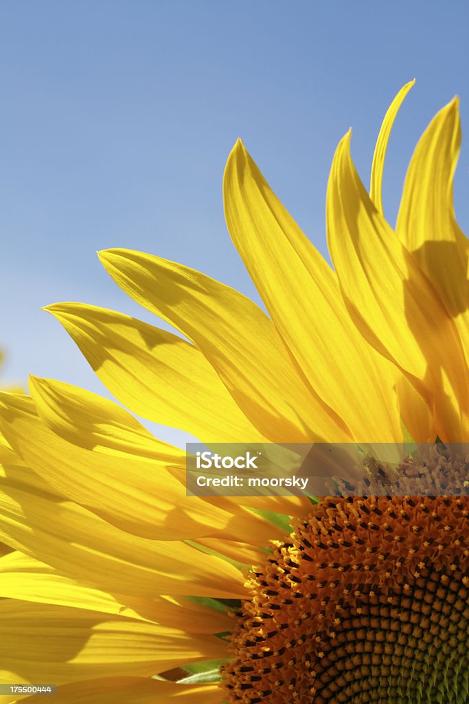 Sunflower - Royalty-free Agricultura Foto de stock