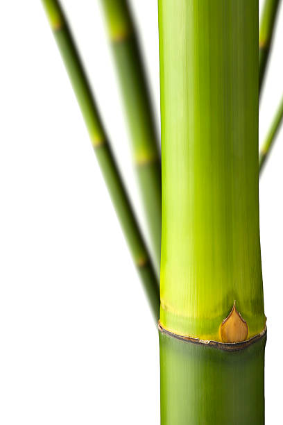 istock Close up of a bamboo stalks with clipping path 175500509