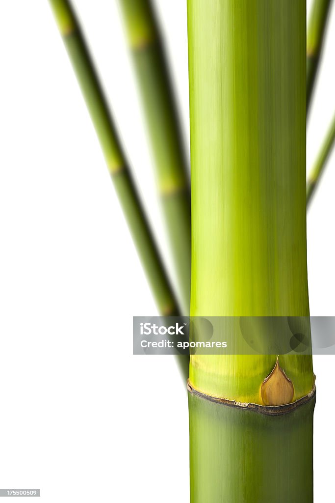 Grande plano de bambu caules com Traçado de Recorte - Royalty-free Bambu - Família da relva Foto de stock