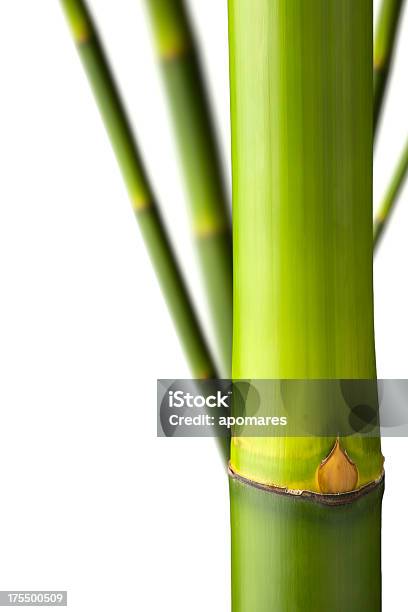 Grande Plano De Bambu Caules Com Traçado De Recorte - Fotografias de stock e mais imagens de Bambu - Família da relva