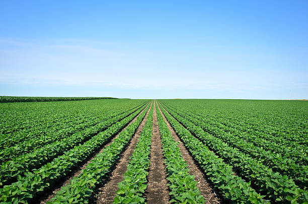 istock Rows of Iowa soybeans 175500530