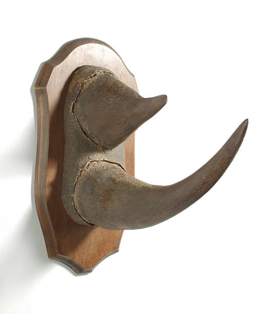 Black Rhinoceros (diceros bicornis) horn set mounted on a wood plaque.  On a white background.