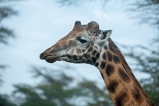 Portrait of a mature bull giraffe with broken ossicones at Lake Nakuru National Park, Kenya