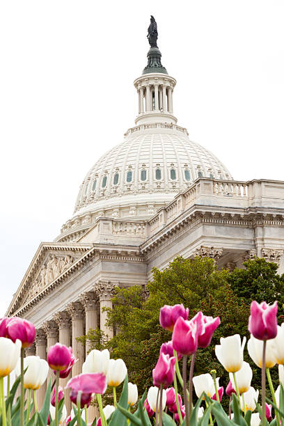 istock US Capitol Building and red and white flowers, Washington DC 175500606