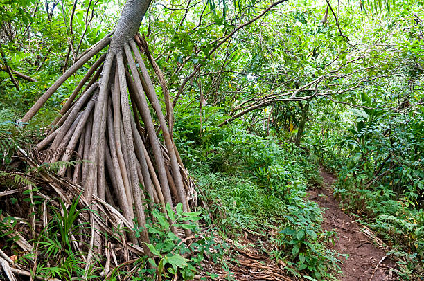 The distinctive aerial roots of a Hala tree (Pandanus odoratissimus, or Pandanus tectorius), growing along a trail in Kauai.
