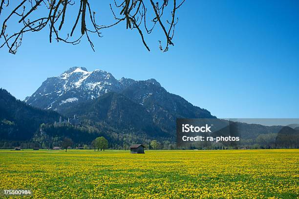 Photo libre de droit de Printemps Dans Les Alpes banque d'images et plus d'images libres de droit de Allemagne - Allemagne, Allgäu, Alpes européennes