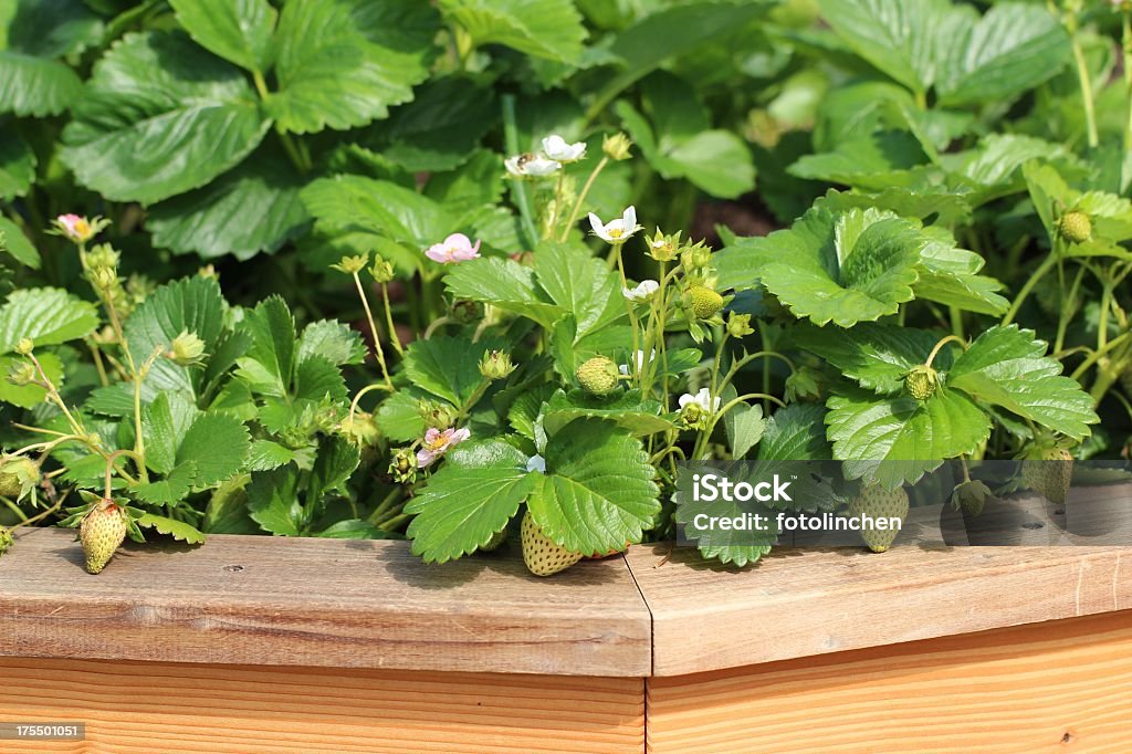 Ripening Erdbeeren - Lizenzfrei Beere - Obst Stock-Foto