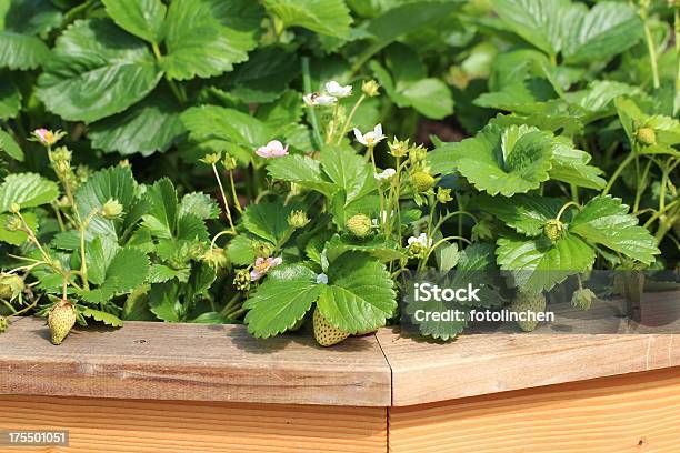 Ripening Erdbeeren Stockfoto und mehr Bilder von Beere - Obst - Beere - Obst, Blume, Erdbeere