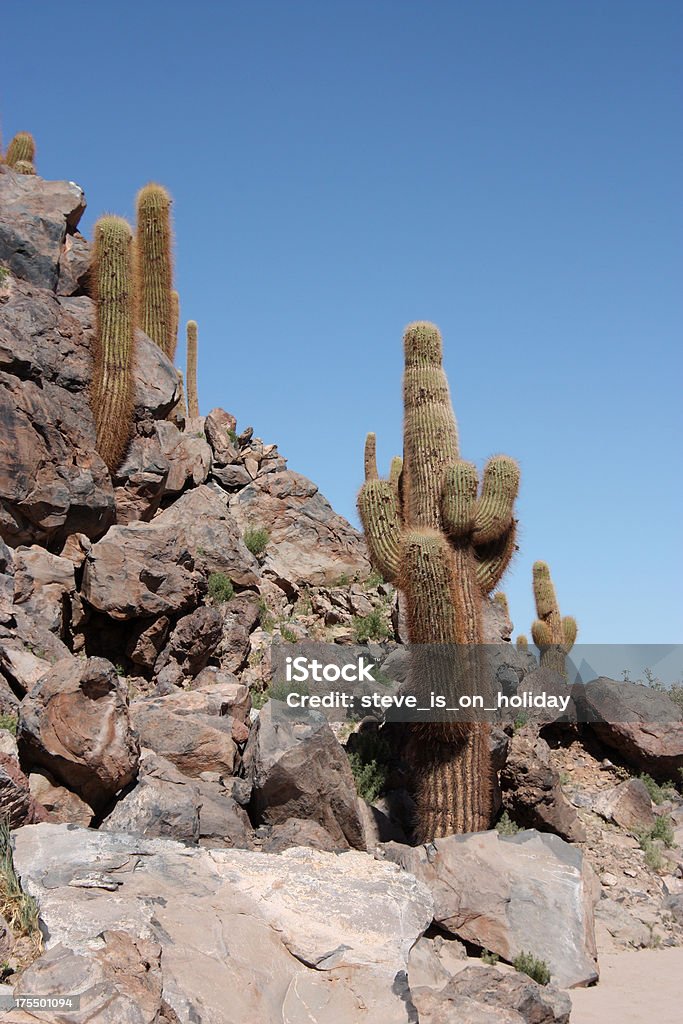 Cacti Chili Foto Stok - Unduh Gambar Sekarang - Alam, Amerika Selatan ...