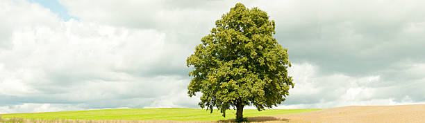 istock Lone Lime Tree (Tilia) against cloudy sky in rural landscape. 175501123