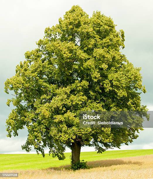 Lone Lime Tree Against Cloudy Sky In Rural Landscape Stock Photo - Download Image Now