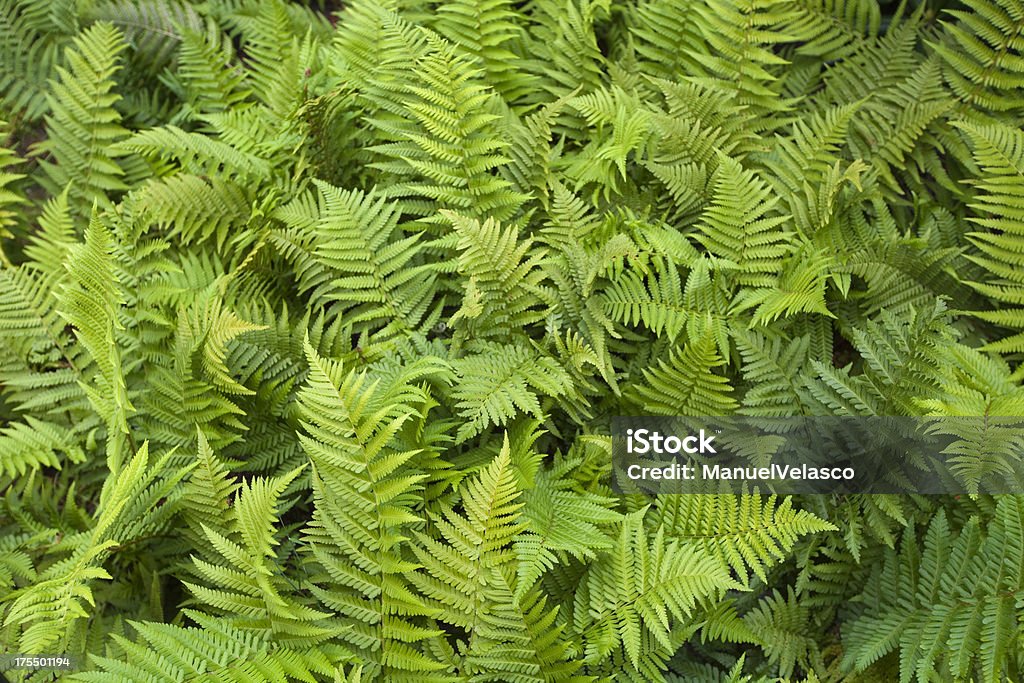 Nordic Fougère - Photo de Botanique libre de droits