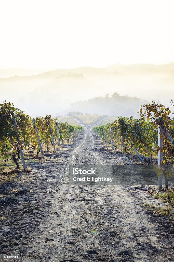 Campo da vinha, Toscana - Royalty-free Agricultura Foto de stock